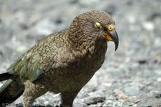 Kea (19 von 19).jpg